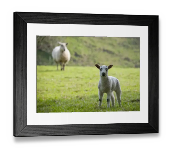 Framed Print : Domestic Sheep, lamb, standing in pasture with ewe in background, Chipping, Lancashire, England, april Framed Print : Domestic Sheep, lamb, standing in pasture with ewe in background, Chipping, Lancashire, England, april