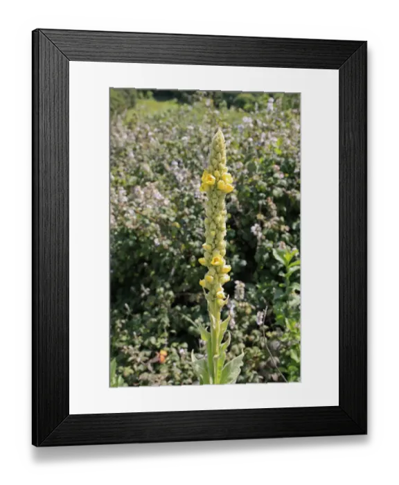 Framed Print : Great Mullein (Verbascum thapsus) flowering, growing on chalk downland, Arreton Down, Arreton, Isle of Wight, England Framed Print : Great Mullein (Verbascum thapsus) flowering, growing on chalk downland, Arreton Down, Arreton, Isle of Wight, England