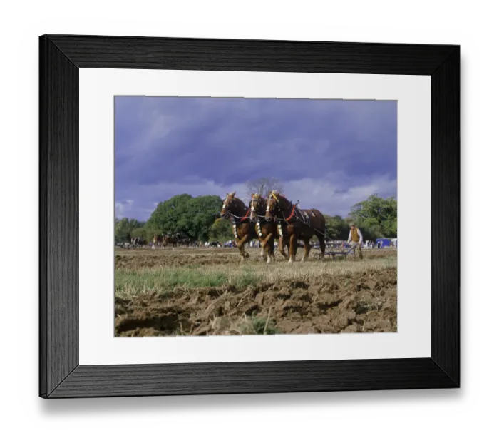 Framed Print : Horse, Suffolk Punch, three adults, pulling plough during ploughing competition, Petworth, West Sussex, England