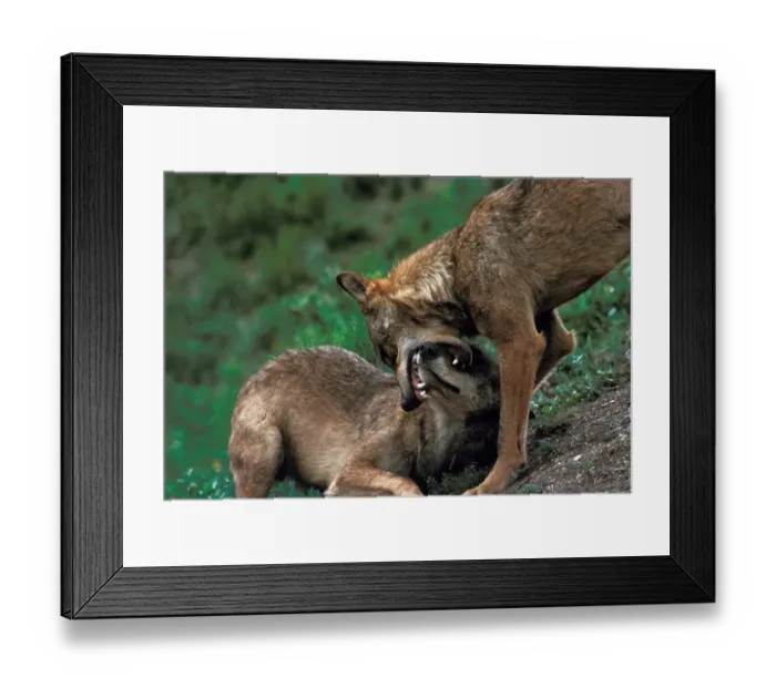 Framed Print : Iberian Wolf (Canis lupus signatus) two adults, dominance interaction, dominant wolf with mouth around muzzle of submissive, Iberian Wolf Recovery Cente, Portugal Framed Print : Iberian Wolf (Canis lupus signatus) two adults, dominance interaction, dominant wolf with mouth around muzzle of submissive, Iberian Wolf Recovery Cente, Portugal
