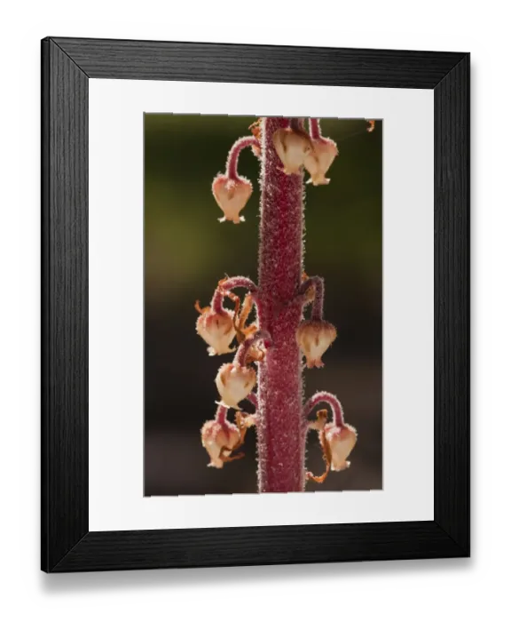 Framed Print : Pinedrops (Pterospora andromedea) close-up of flowers, growing in pine woodland, Oregon, U. S. A. july
