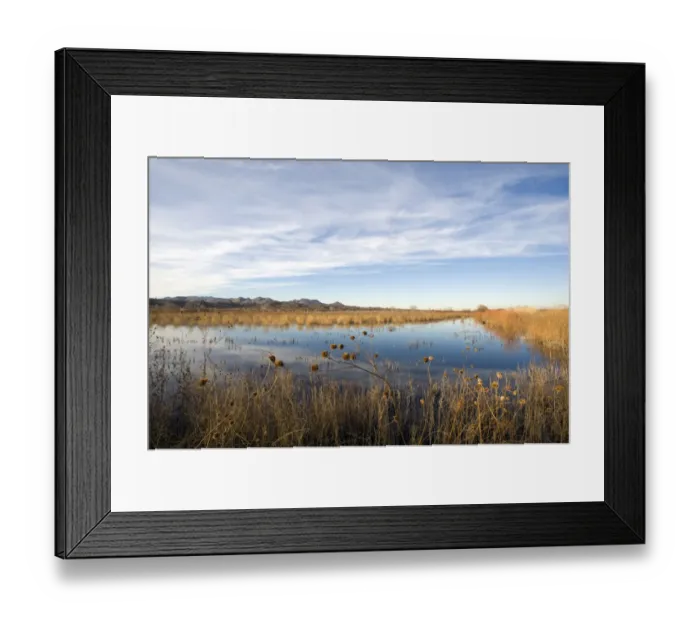 Framed Print : View of wetland habitat, Bosque del Apache National Wildlife Refuge, New Mexico, U. S. A. january Framed Print : View of wetland habitat, Bosque del Apache National Wildlife Refuge, New Mexico, U. S. A. january
