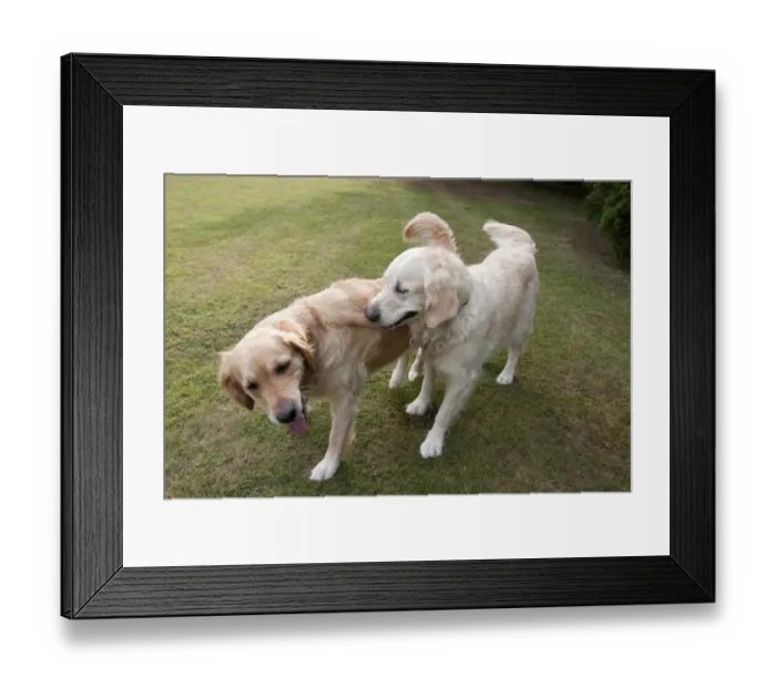 Framed Print : Domestic Dog, Golden Retriever, two adult females, dominance interaction, playing on garden lawn, England, august Framed Print : Domestic Dog, Golden Retriever, two adult females, dominance interaction, playing on garden lawn, England, august