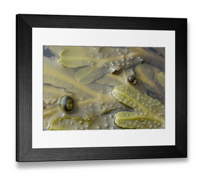 Framed Print : Common Periwinkle (Littorina littorea) on Toothed Wrack (Fucus serratus) in tide pool, Brough Head, Mainland, Orkney, Scotland, june Framed Print : Common Periwinkle (Littorina littorea) on Toothed Wrack (Fucus serratus) in tide pool, Brough Head, Mainland, Orkney, Scotland, june