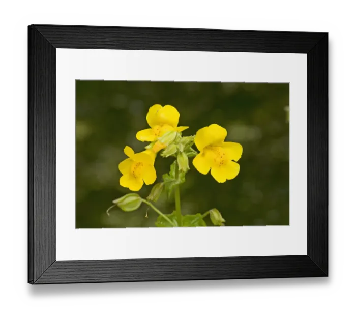 Framed Print : Yellow Monkeyflower (Mimulus guttatus) introduced species, close-up of flowers, England, june Framed Print : Yellow Monkeyflower (Mimulus guttatus) introduced species, close-up of flowers, England, june
