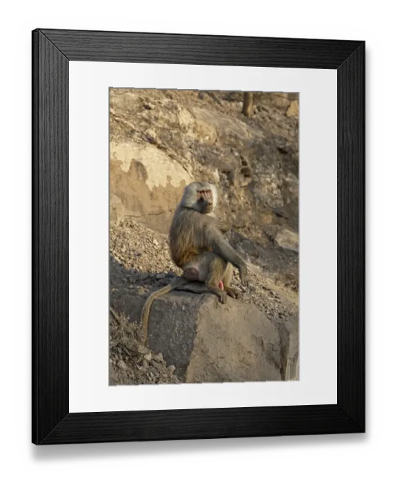 Framed Print : Hamadryas Baboon (Papio hamadryas) adult male, sitting on rock, near Bilen Hot Springs, Ethiopia