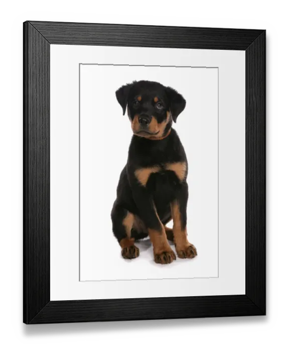 Framed Print : Domestic Dog, Rottweiler, puppy, with collar, sitting