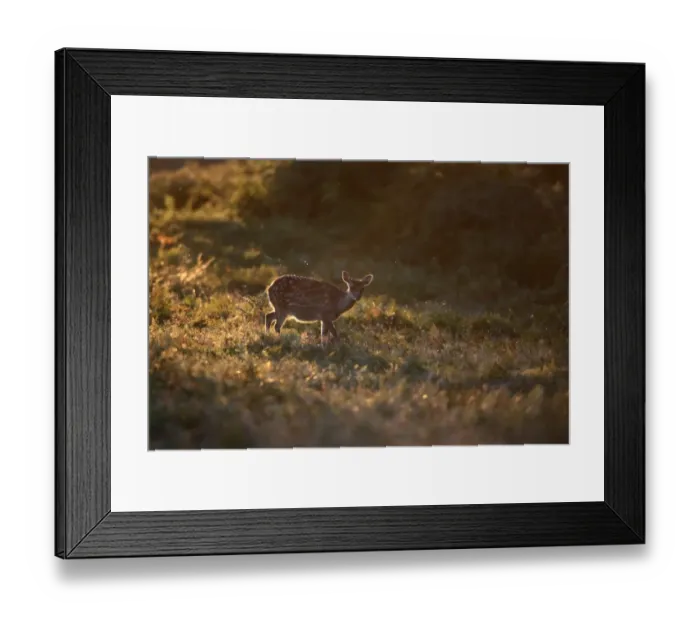 Framed Print : Sika Deer (Cervus nippon) introduced species, fawn, backlit, walking amongst bracken, England, september Framed Print : Sika Deer (Cervus nippon) introduced species, fawn, backlit, walking amongst bracken, England, september