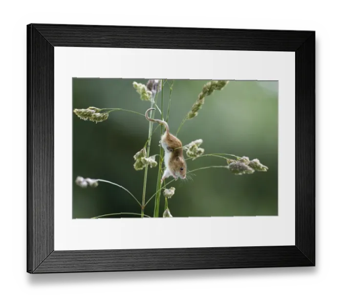 Framed Print : Harvest Mouse (Micromys minutus) adult, climbing on grass stems in nature reserve, Norfolk, England, june Framed Print : Harvest Mouse (Micromys minutus) adult, climbing on grass stems in nature reserve, Norfolk, England, june