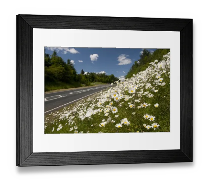 Framed Print : Ox-eye Daisy (Leucanthemum vulgare) flowering mass, growing on roadside verge habitat, England, june Framed Print : Ox-eye Daisy (Leucanthemum vulgare) flowering mass, growing on roadside verge habitat, England, june