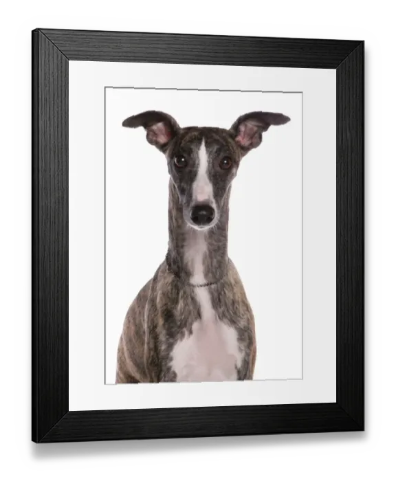 Framed Print : Domestic Dog, Whippet, adult, close-up of head Framed Print : Domestic Dog, Whippet, adult, close-up of head