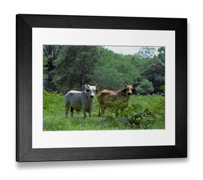 Framed Print : Domestic Cattle, Zebu (Bos indicus) bull and cow, grazing on land cleared in rainforest, Belize Framed Print : Domestic Cattle, Zebu (Bos indicus) bull and cow, grazing on land cleared in rainforest, Belize