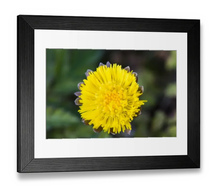Framed Print : Coltsfoot (Tussilago farfara) close-up of flower, Crossness Nature Reserve, Bexley, Kent, England, march Framed Print : Coltsfoot (Tussilago farfara) close-up of flower, Crossness Nature Reserve, Bexley, Kent, England, march
