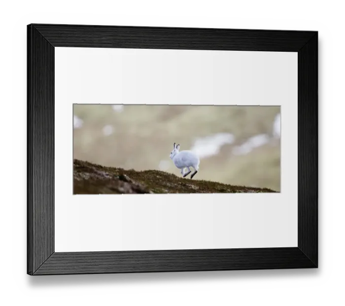 Framed Print : Mountain Hare (Lepus timidus) adult, white winter coat, running on hillside, Cairngorm N. P. Highlands, Scotland, winter Framed Print : Mountain Hare (Lepus timidus) adult, white winter coat, running on hillside, Cairngorm N. P. Highlands, Scotland, winter