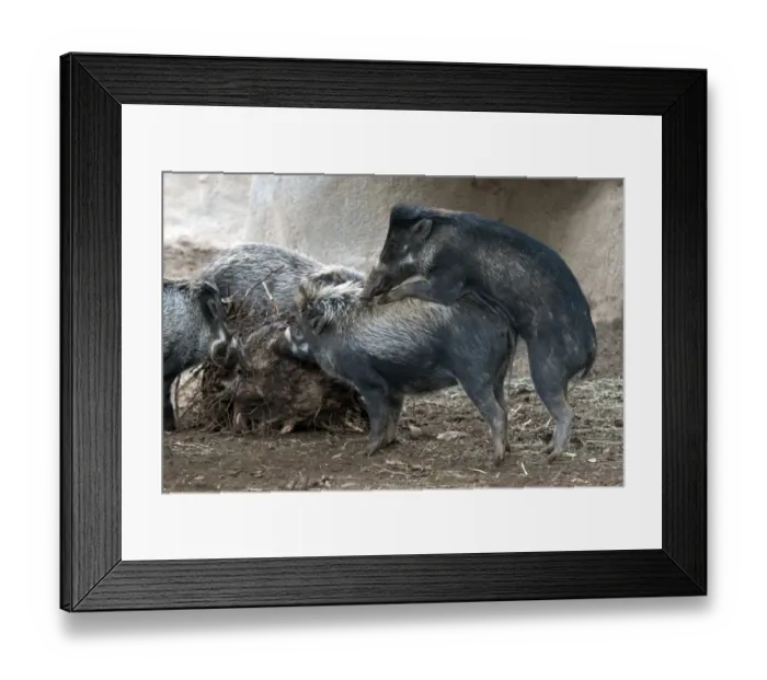 Framed Print : Visayan Warty Pig (Sus cebifrons) immatures, playing, (captive)