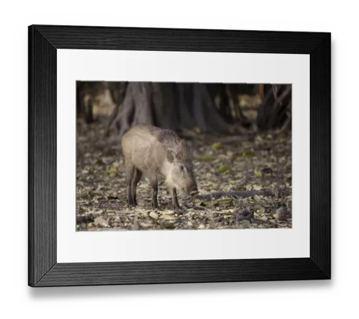 Framed Print : Indian Wild Boar (Sus scrofa cristatus) adult, standing in forest, Ranthambore N. P. Rajasthan, India Framed Print : Indian Wild Boar (Sus scrofa cristatus) adult, standing in forest, Ranthambore N. P. Rajasthan, India