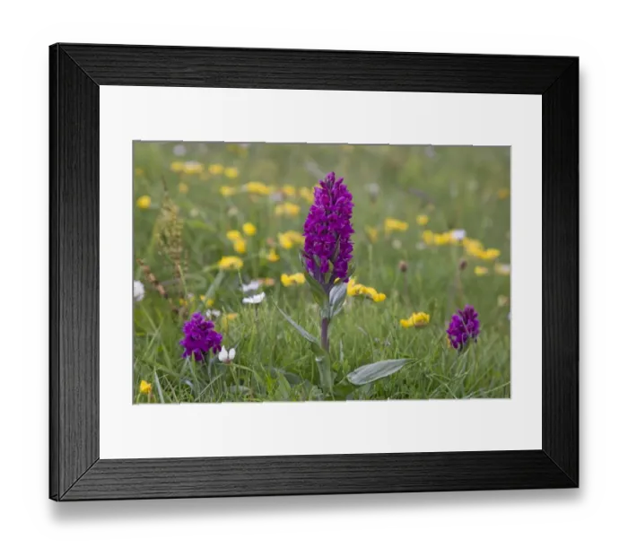 Framed Print : Northern Marsh Orchid (Dactylorhiza majalis purpurella) flowering, growing in maritime grassland, Orkney, Scotland, june