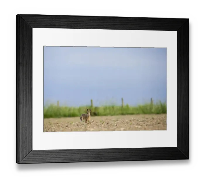 Framed Print : European Hare (Lepus europaeus) adult, running in cultivated field on farmland, County Durham, England, june Framed Print : European Hare (Lepus europaeus) adult, running in cultivated field on farmland, County Durham, England, june