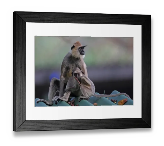 Framed Print : Tufted Grey Langur (Semnopithecus priam thersites) adult female with young, sitting on roof, Sri Lanka, december Framed Print : Tufted Grey Langur (Semnopithecus priam thersites) adult female with young, sitting on roof, Sri Lanka, december