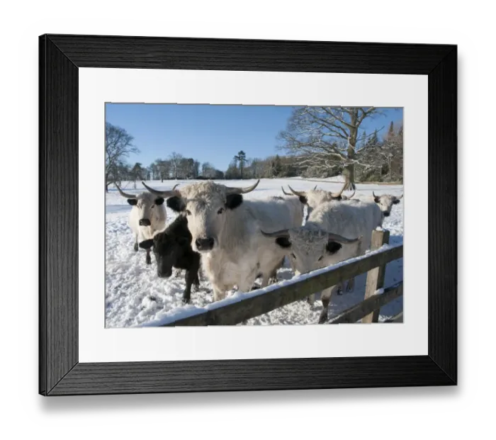 Framed Print : Domestic Cattle, White Park herd, standing in snow covered parkland, Leagram, Chipping, Lancashire, England, december