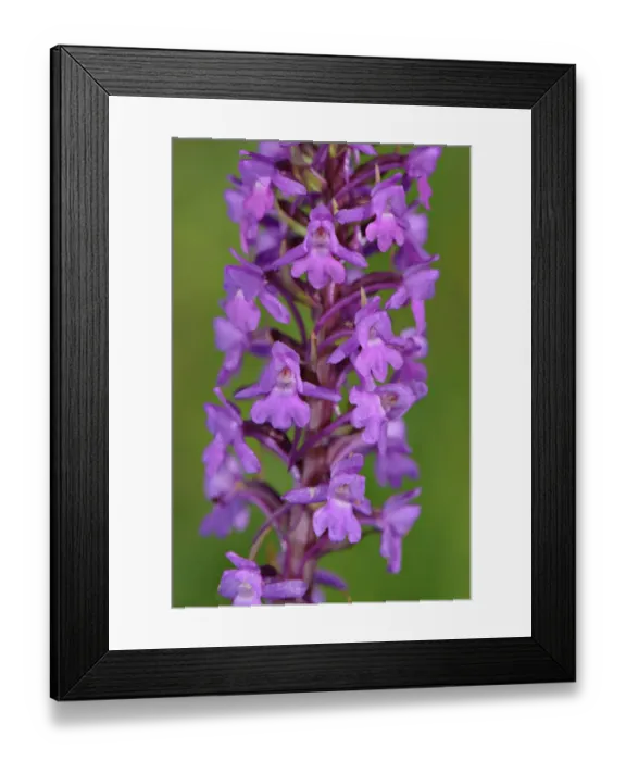 Framed Print : Fragrant Orchid (Gymnadenia conopsea) close-up of flowers, Italy, june Framed Print : Fragrant Orchid (Gymnadenia conopsea) close-up of flowers, Italy, june
