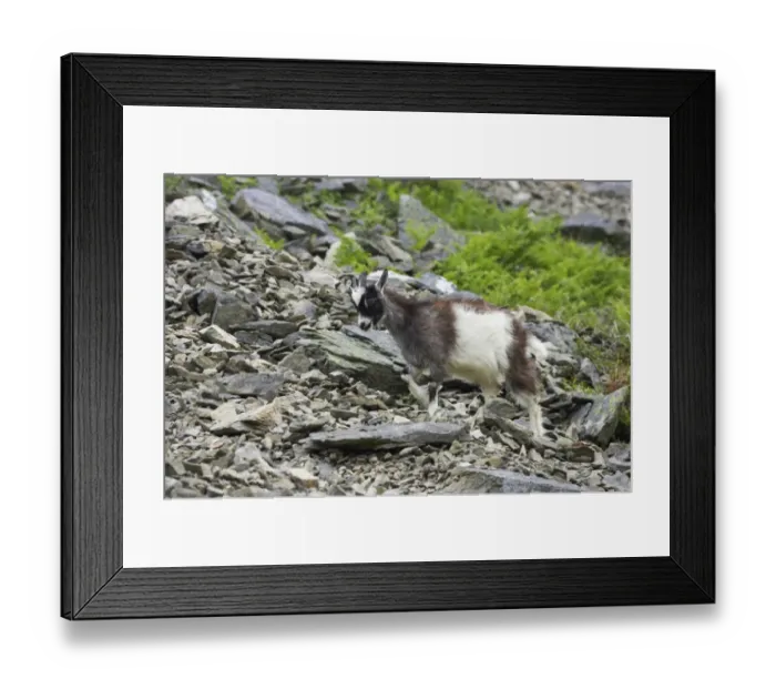 Framed Print : Feral Goat (Capra hircus) young, walking on scree slope in dry valley, Valley of the Rocks, Lynton, Exmoor N. P. Devon, England Framed Print : Feral Goat (Capra hircus) young, walking on scree slope in dry valley, Valley of the Rocks, Lynton, Exmoor N. P. Devon, England