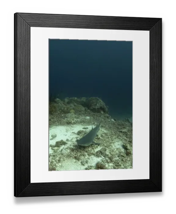 Framed Print : Whitetip Reef Shark (Triaenodon obesus) adult, resting on reef, Sipadan Island, Sabah, Borneo, Malaysia