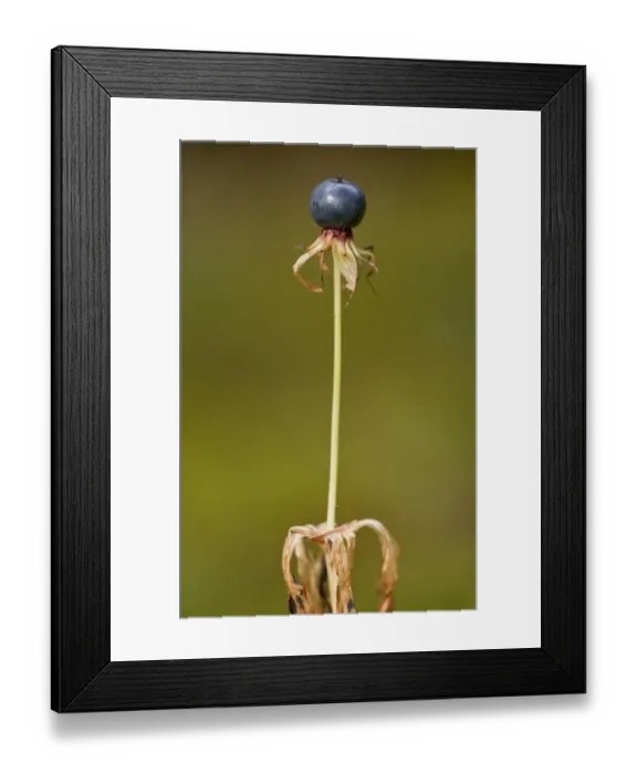 Framed Print : Herb Paris (Paris quadrifolia) ripe fruit, Estonia, september
