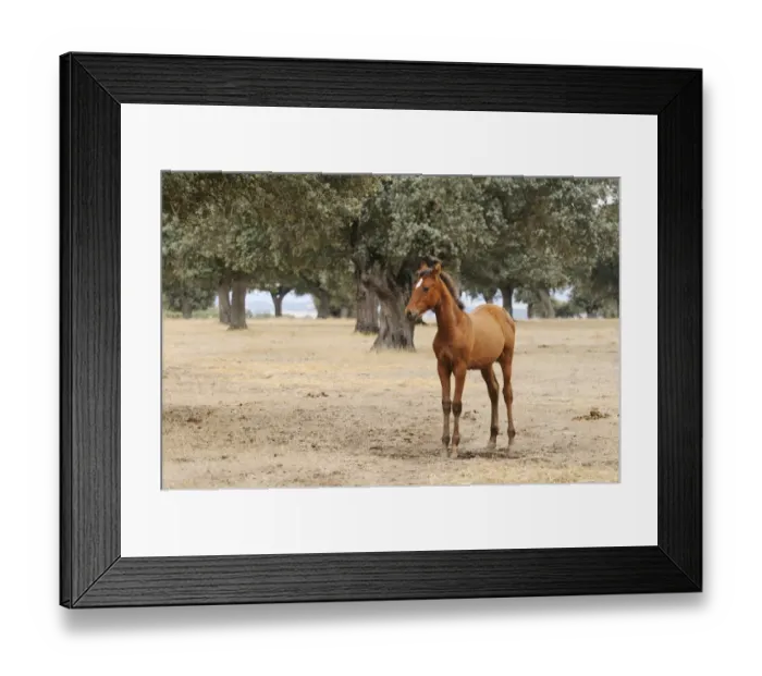 Framed Print : Horse, foal, breed used in bullfighting, standing in dehesa habitat, Salamanca, Castile and Leon, Spain, september