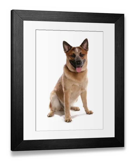 Framed Print : Domestic Dog, Australian Cattle Dog, adult, sitting Framed Print : Domestic Dog, Australian Cattle Dog, adult, sitting