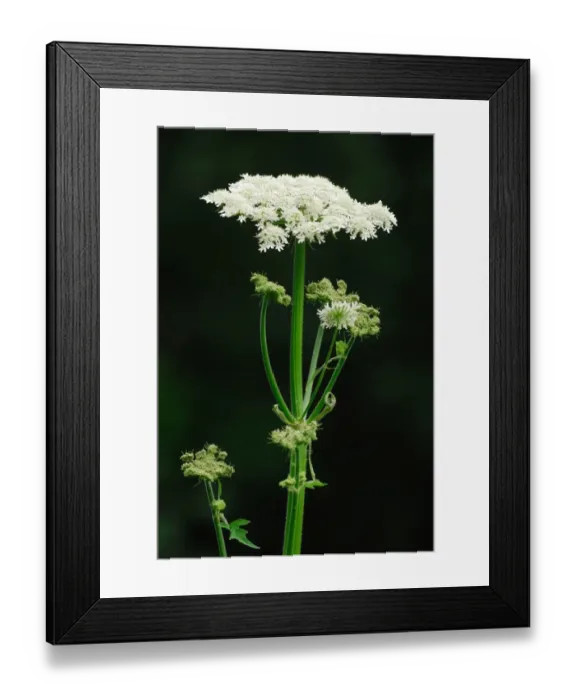 Framed Print : Hogweed (Heracleum sphondylium) flowering, Shapwick Heath Nature Reserve, Somerset Levels, Somerset, England, july Framed Print : Hogweed (Heracleum sphondylium) flowering, Shapwick Heath Nature Reserve, Somerset Levels, Somerset, England, july