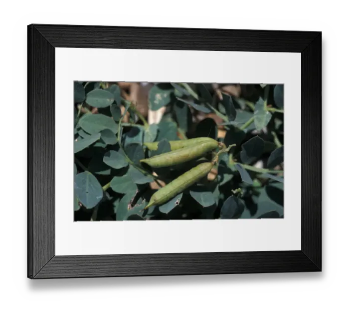 Framed Print : Sea Pea (Lathyrus japonicus) Pea / fruit - The Haven, Thorpeness Suffolk Wildlife Trust Framed Print : Sea Pea (Lathyrus japonicus) Pea / fruit - The Haven, Thorpeness Suffolk Wildlife Trust