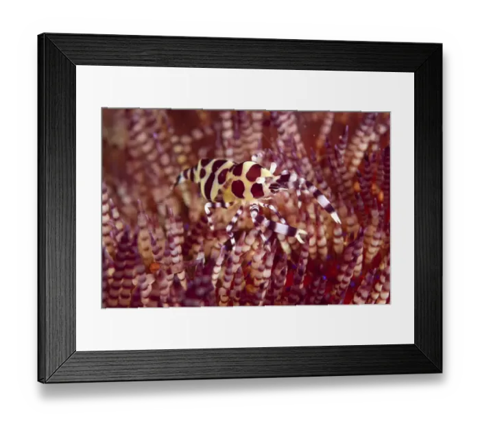 Framed Print : Coleman's Shrimp (Periclimenes colemani) adult, on Fire Urchin (Asthenosoma varium), Ambon Island, Maluku Islands, Banda Sea, Indonesia Framed Print : Coleman's Shrimp (Periclimenes colemani) adult, on Fire Urchin (Asthenosoma varium), Ambon Island, Maluku Islands, Banda Sea, Indonesia