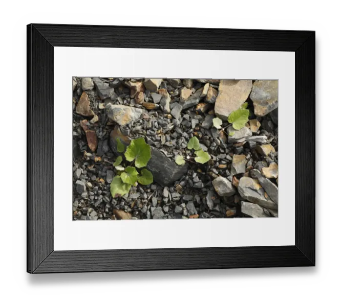 Framed Print : Coltsfoot (Tussilago farfara) leaves, growing out of quarry waste, Powys, Wales, august Framed Print : Coltsfoot (Tussilago farfara) leaves, growing out of quarry waste, Powys, Wales, august