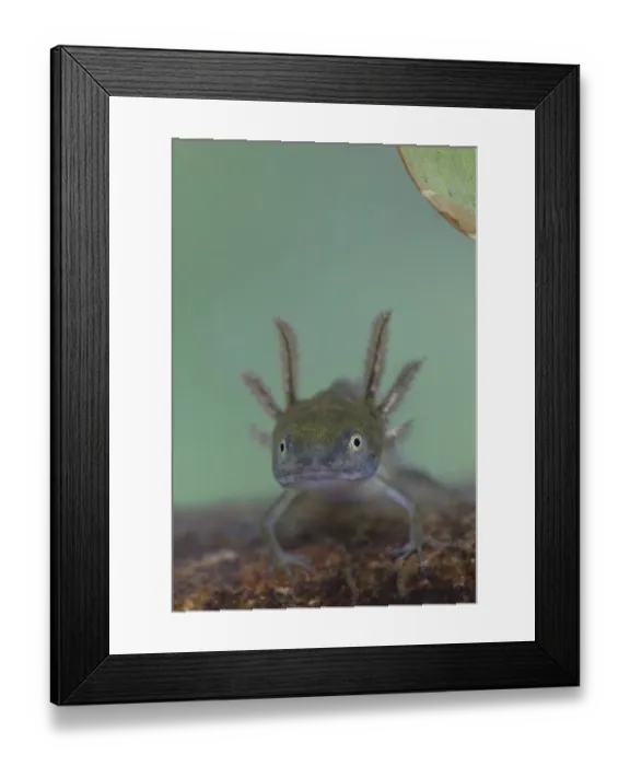 Framed Print : Great Crested Newt (Triturus cristatus) juvenile, underwater in dew pond, Lathkil Dale, Peak District, Derbyshire, England, september
