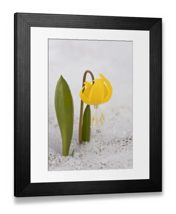 Framed Print : Glacier Lily (Erythronium grandiflorum) flowering, emerging through snow, Mount Rainier, Washington, U. S. A. july