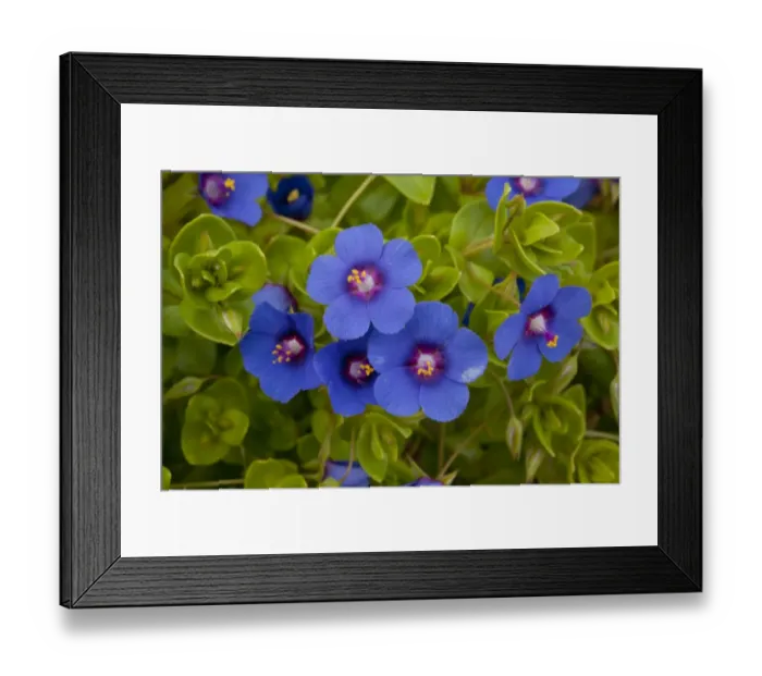Framed Print : Scarlet Pimpernel (Anagallis arvensis ssp. foemina) blue form, close-up of flowers, Lesvos, Greece, march Framed Print : Scarlet Pimpernel (Anagallis arvensis ssp. foemina) blue form, close-up of flowers, Lesvos, Greece, march