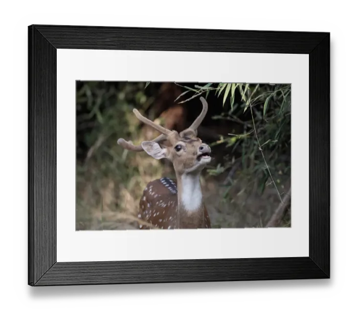 Framed Print : Spotted Deer (Axis axis) adult male, with antlers in velvet, close-up of head, feeding on leaves, Bandhavgarh N. P. Madhya Pradesh, India, november Framed Print : Spotted Deer (Axis axis) adult male, with antlers in velvet, close-up of head, feeding on leaves, Bandhavgarh N. P. Madhya Pradesh, India, november