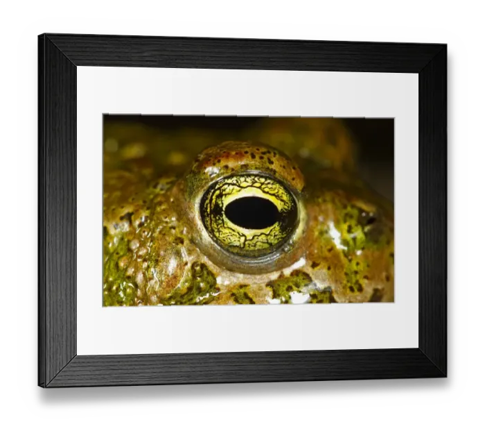 Framed Print : Natterjack Toad (Bufo calamita) adult, close-up of eye, Spain, june
