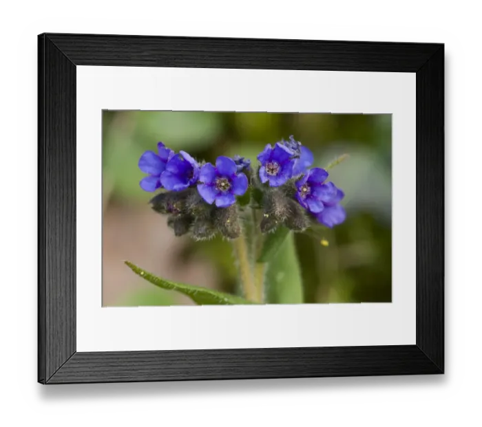 Framed Print : Narrow-leaved Lungwort (Pulmonaria longifolia) close-up of flowers, at native site, Dorset, England, march