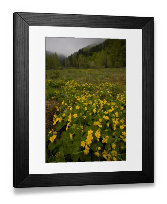 Framed Print : Marsh Marigold (Caltha palustris) flowering mass, growing in damp pasture habitat, Bulgaria, may Framed Print : Marsh Marigold (Caltha palustris) flowering mass, growing in damp pasture habitat, Bulgaria, may