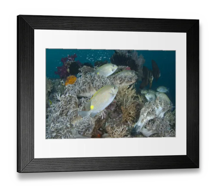 Framed Print : Gold-saddle Rabbitfish (Siganus guttatus) adults, school swimming amongst soft coral in reef, Mioskon, Dampier Straits, Raja Ampat, West Papua, New Guinea, Indonesia Framed Print : Gold-saddle Rabbitfish (Siganus guttatus) adults, school swimming amongst soft coral in reef, Mioskon, Dampier Straits, Raja Ampat, West Papua, New Guinea, Indonesia