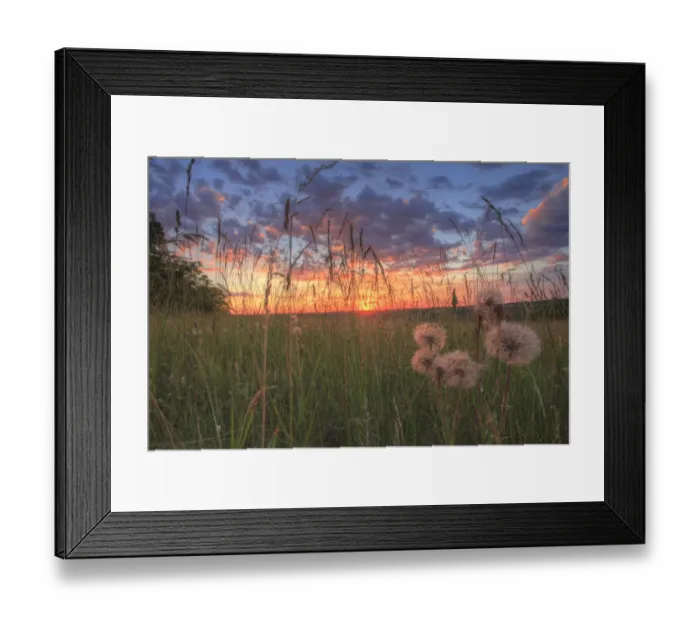 Framed Print : Goatsbeard (Tragopogon pratensis) seedheads, growing in hay meadow habitat at sunset, Causse de Gramat, Massif Central, Lot, France, may Framed Print : Goatsbeard (Tragopogon pratensis) seedheads, growing in hay meadow habitat at sunset, Causse de Gramat, Massif Central, Lot, France, may