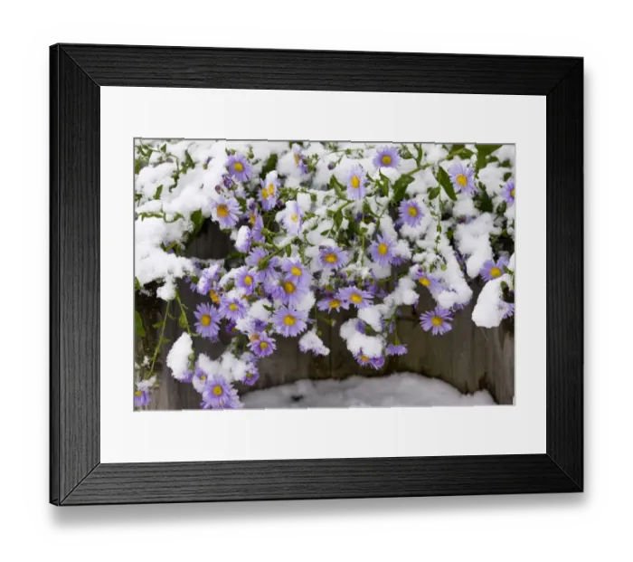 Framed Print : Michaelmas Daisy (Aster x versicolor) flowering, covered with snow, Romania, october Framed Print : Michaelmas Daisy (Aster x versicolor) flowering, covered with snow, Romania, october