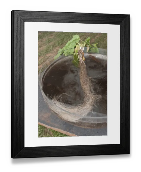 Framed Print : Broad-leaved Dock (Rumex obtusifolius) extent of root system, England, may Framed Print : Broad-leaved Dock (Rumex obtusifolius) extent of root system, England, may