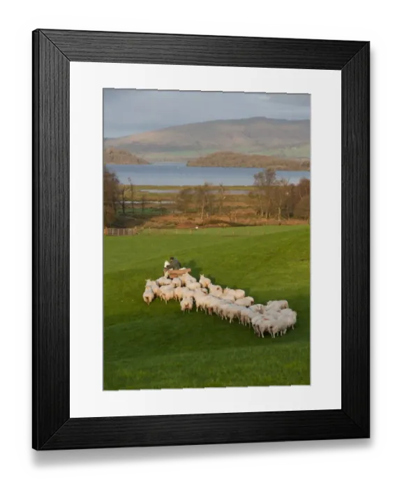 Framed Print : Domestic Sheep, flock, being fed by farmer on quad bike, on pasture near freshwater loch, Loch Lomond, Scotland, september Framed Print : Domestic Sheep, flock, being fed by farmer on quad bike, on pasture near freshwater loch, Loch Lomond, Scotland, september