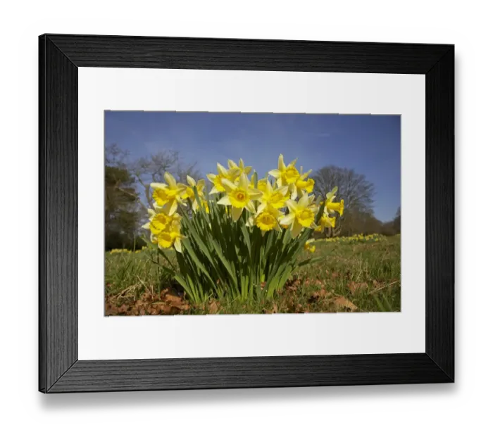 Framed Print : Daffodil (Narcissus pseudonarcissus) flowering, growing in meadow, Essex, England Framed Print : Daffodil (Narcissus pseudonarcissus) flowering, growing in meadow, Essex, England