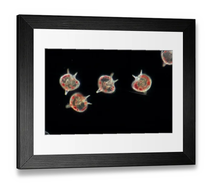 Framed Print : Plankton - Dinoflagellate (Peridinium depressum) x 43 Framed Print : Plankton - Dinoflagellate (Peridinium depressum) x 43