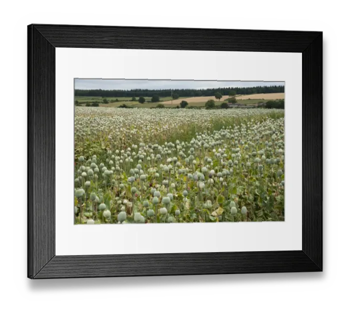 Framed Print : Opium Poppy (Papaver somniferum) crop, seedpods growing in field, commercially grown for medicine, Sheriffhales, Shropshire, England, august Framed Print : Opium Poppy (Papaver somniferum) crop, seedpods growing in field, commercially grown for medicine, Sheriffhales, Shropshire, England, august