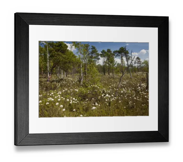 Framed Print : Labrador Tea (Rhododendron tomentosum) flowering mass, growing in bog habitat, Meenikunno Maastikukaitseala Reserve, Estonia, june